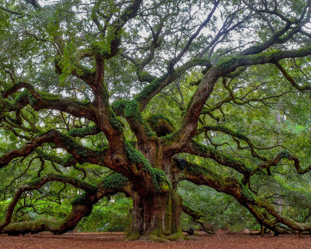 How Long Does It Take Oak Trees to Grow: Growth Timeline and Factors