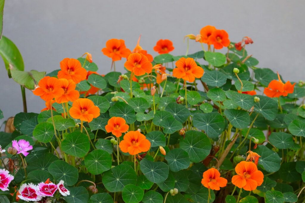 What Not to Plant with Nasturtiums: Key Companions to Avoid