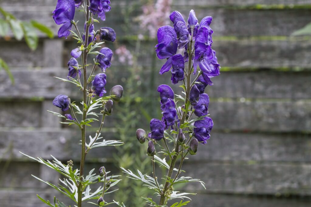 Is Wolfsbane Legal? Unpacking the Legality of This Controversial Plant