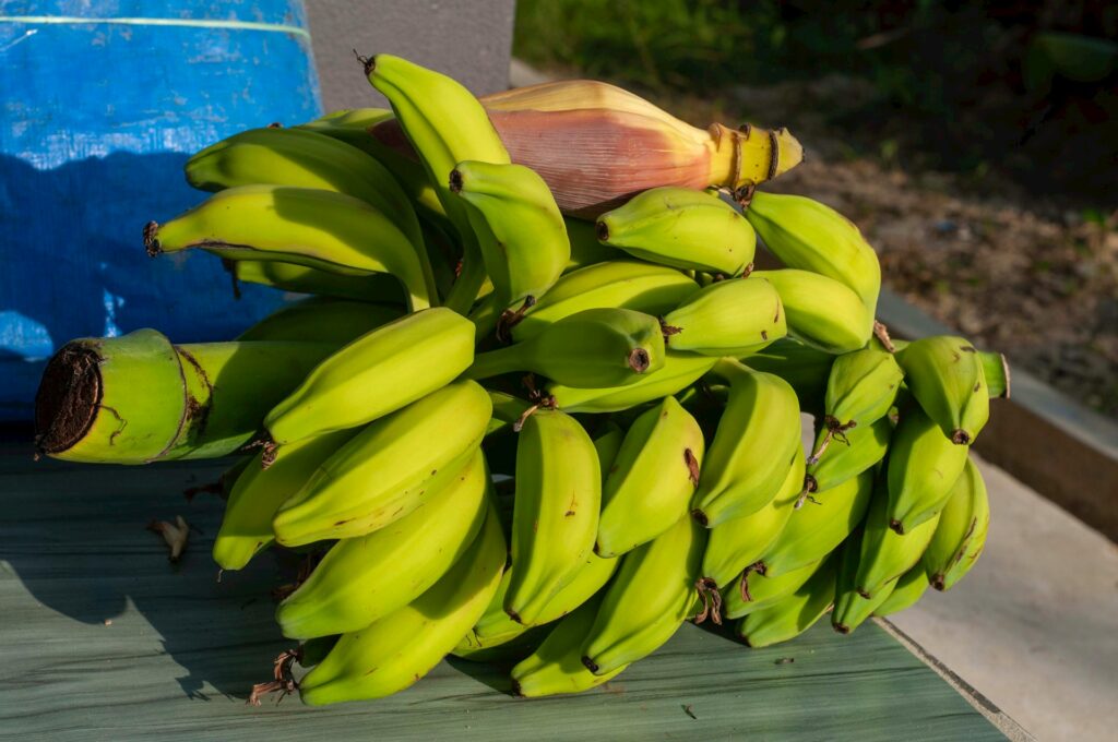 How to Grow Banana Tree Without Seed: Propagation Techniques Explained