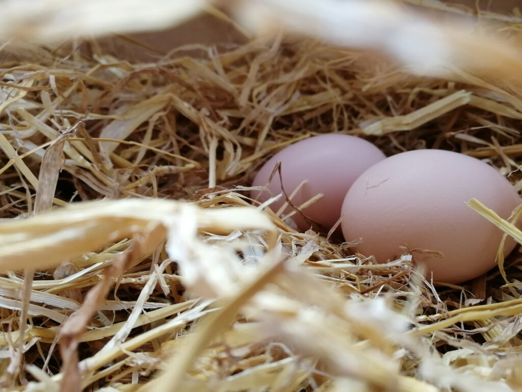 How Long Do Fresh Eggs Last? And How To Check