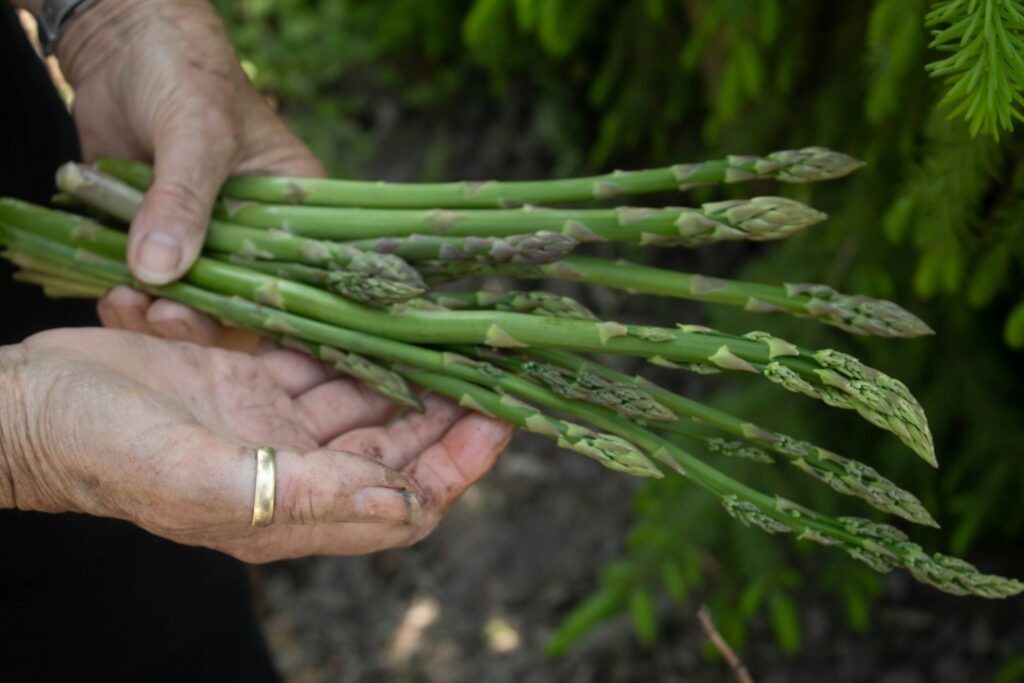 How to Know if Asparagus is Bad: Signs of Spoilage Explained