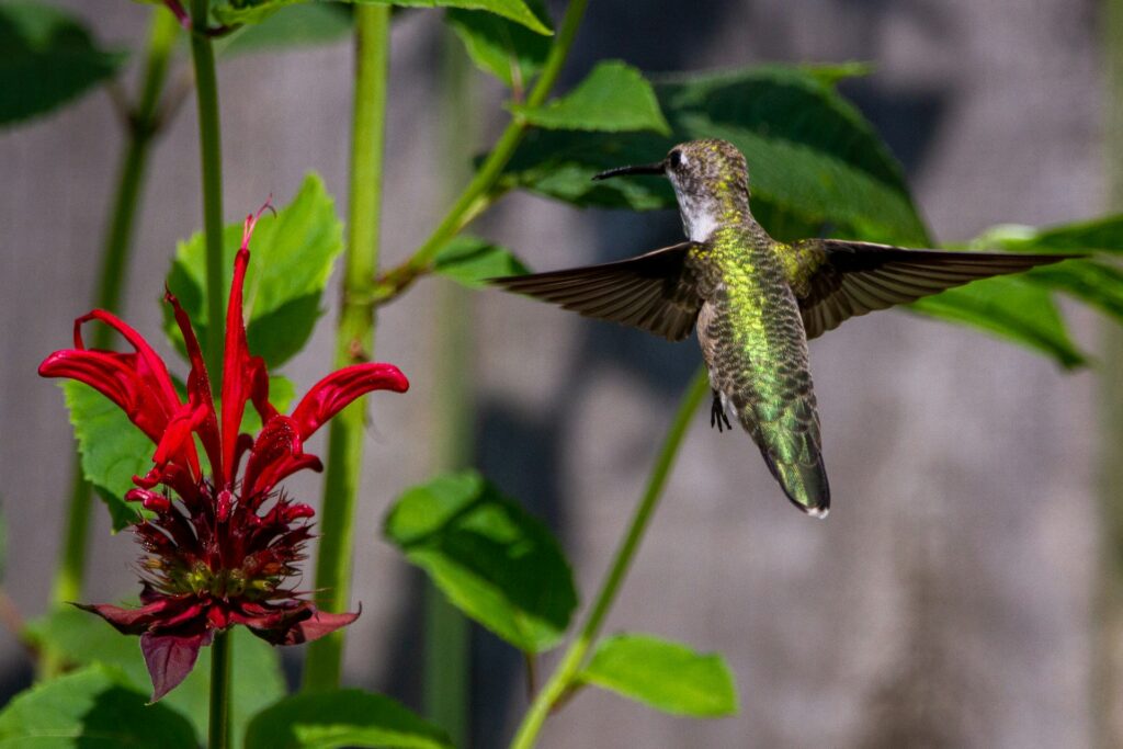 What Not To Plant With Bee Balm – And The Best Companion Plants