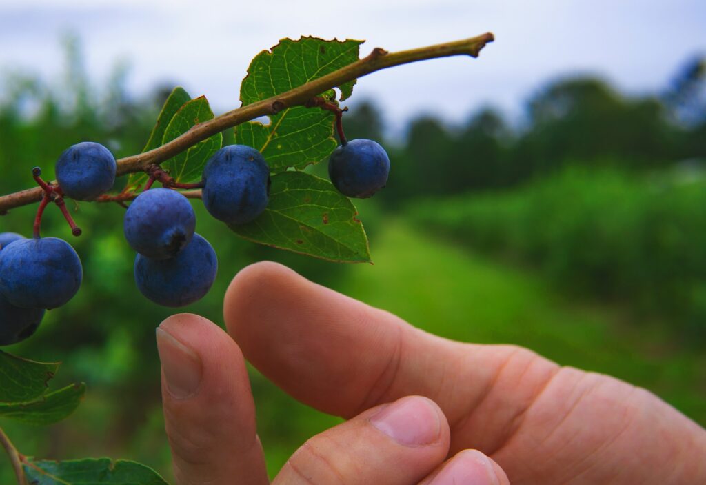 Cultivating a Berry Bonanza: The Best Blueberry Companion Plants for a Thriving Garden