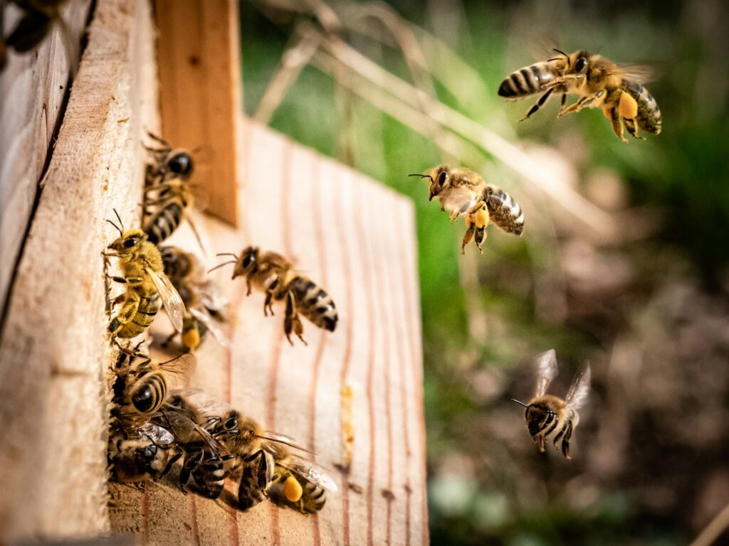 What Bees Are Black and White: Identifying Species with Unique Coloration