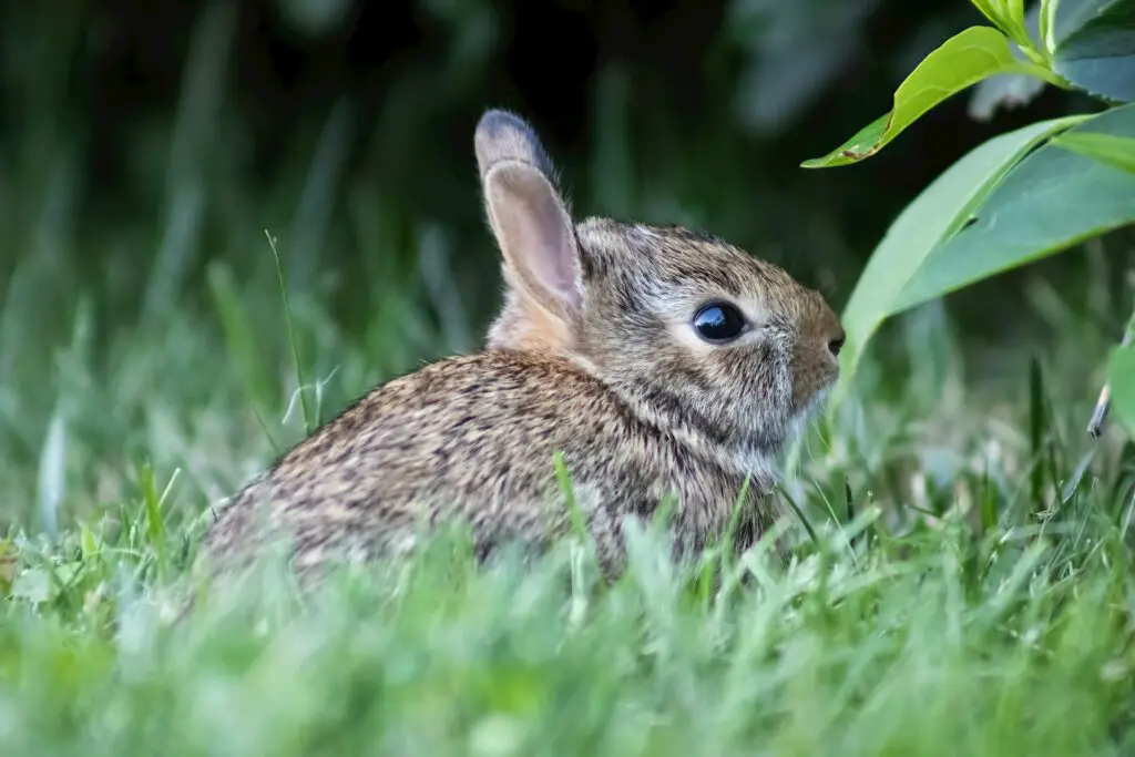 Can Rabbits Munch on Sugar Snap Peas?   The Experts Answer