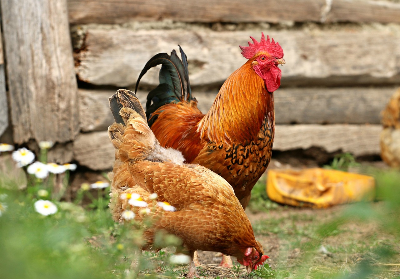 rooster, chicken, nature-1508585.jpg