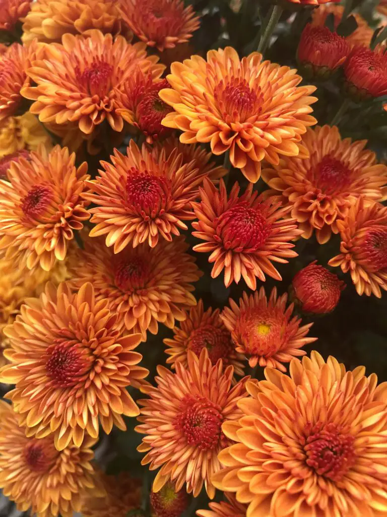 Can Mums Survive Frost? Unveiling the Resilience of Chrysanthemums