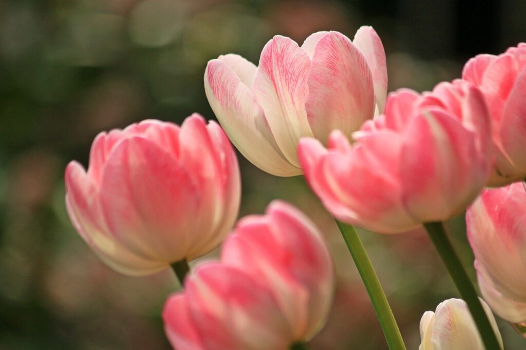 tulips, beautiful flowers, flowers-1134103.jpg