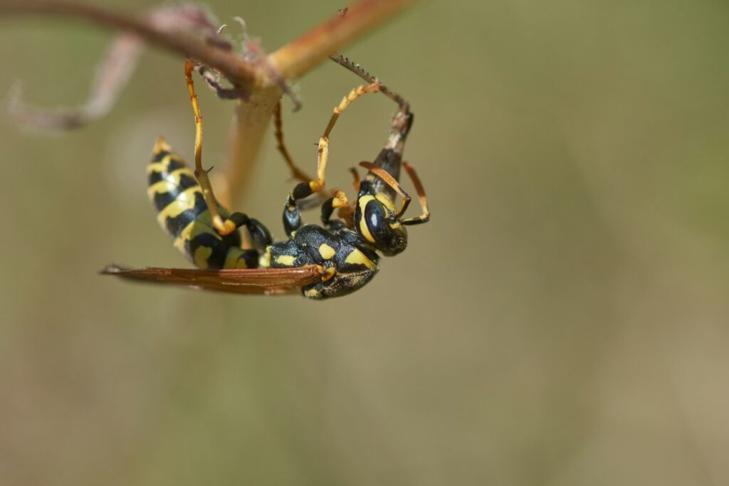 Does Sevin Dust Kill Yellow Jackets And Wasps