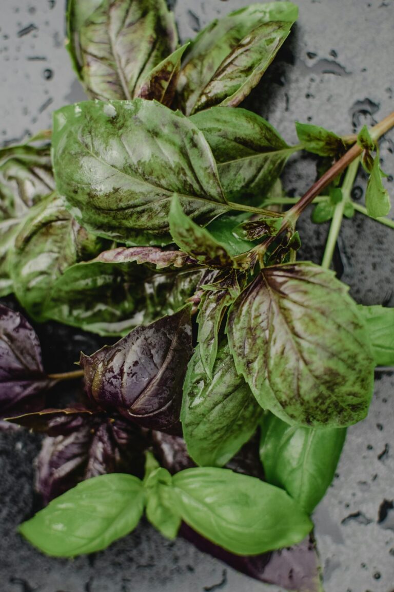 Why Are My Basil Leaves Turning Brown Or Black