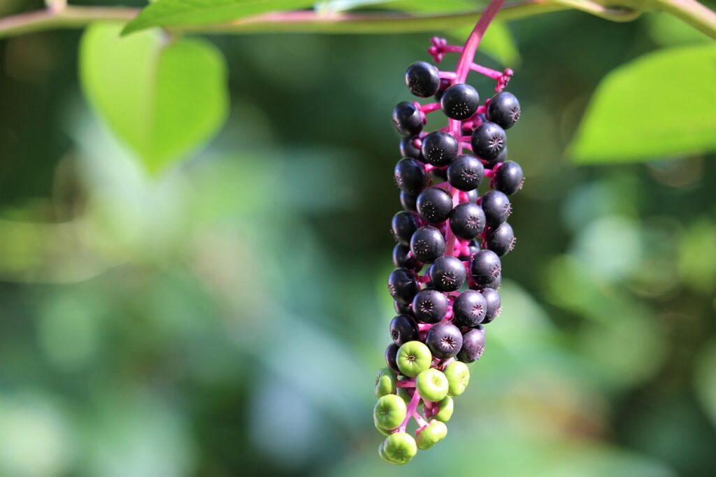 pokeweed, phytolacca americana, plant-3680093.jpg