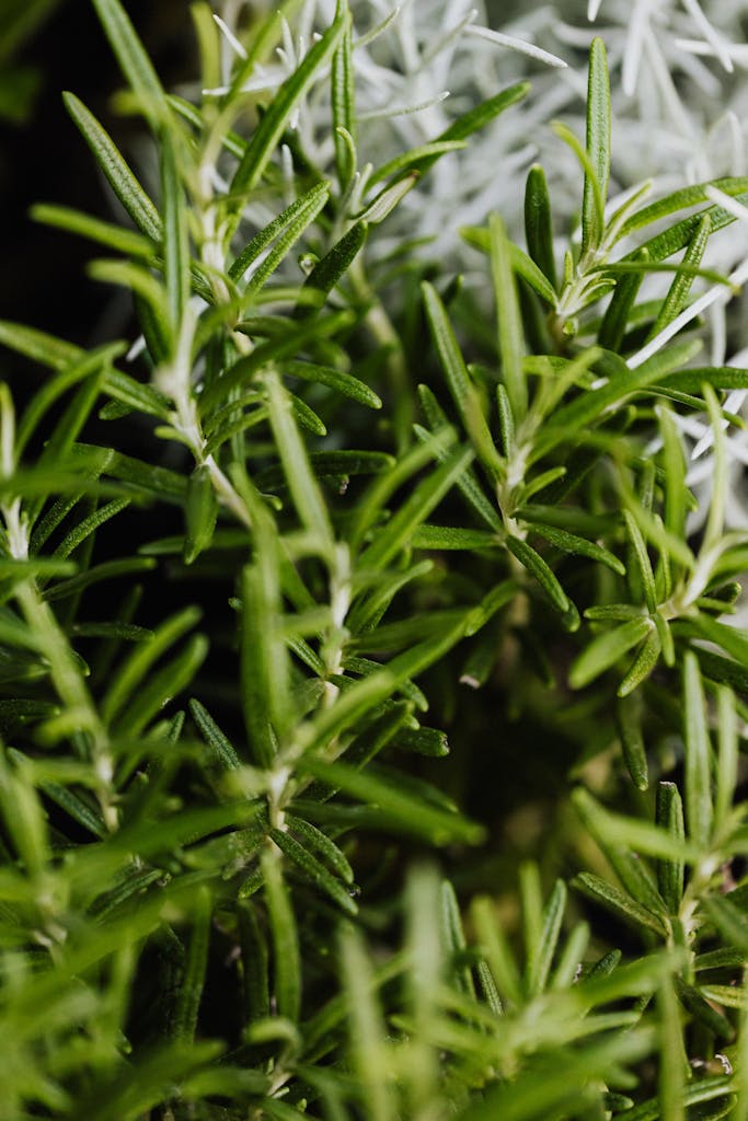 Rosemary in Close Up