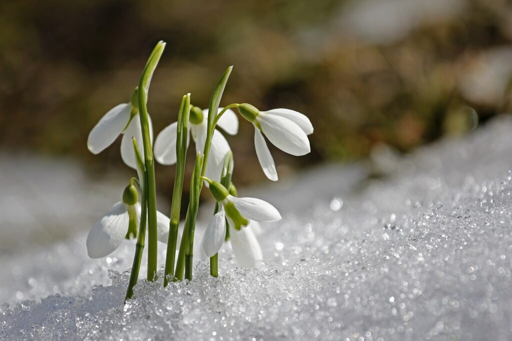 spring, snowdrop, beautiful flowers-1166564.jpg